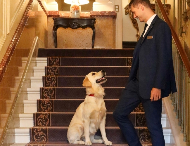 Dog welcome